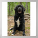 Search for newfoundland puppy posters Dog