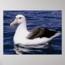 Search for albatross art Ocean