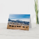 Search for migrating cards Herd