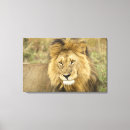 Search for kenya canvas prints Panthera leo