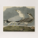 Search for gull puzzles Bird