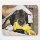 Search for towel electronics Animal