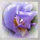 Search for iris posters Purple