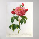 Recherche de pierre joseph redoute posters 19e