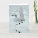 Search for egrets cards Bird
