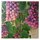 Recherche de raisins carreaux Vigne