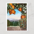 Recherche de orangeraie cartes postales Vintage