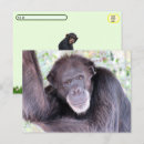 Recherche de chimpanzee postcards Chillon