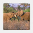 Recherche de défenses magnets Safari