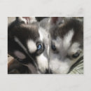 Search for husky puppy postcards Puppies