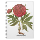 Recherche de pivoine carnets Botanique