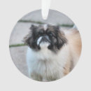 Recherche de tzu shih ornements Mignonette
