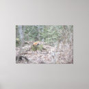 Search for fox canvas prints Landscape