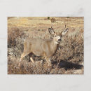 Recherche de mulets photographie Faune