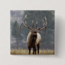 Search for elks buttons Wildlife