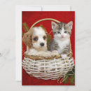 Search for kitten christmas cards Basket