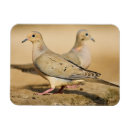 Recherche de tourterelle magnets Faune