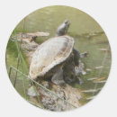 Search for turtles stickers Water