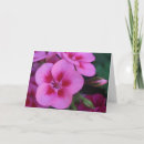 Search for geraniums cards Pink