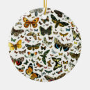 Search for caterpillar ornaments Butterflies