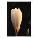 Search for spring crocus art Garden