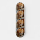 Search for cat skateboards Pet