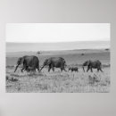 Search for black and white elephant posters Elephants