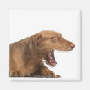 Search for vizsla magnets Pointer