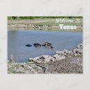 Search for buffalo horizontal postcards Usa