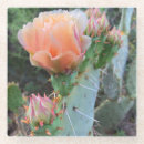 Search for desert coasters Cacti