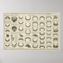 Search for horse anatomy posters Equine
