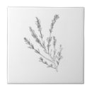 Recherche de romarin carreaux Illustration