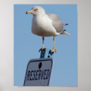 Recherche de mouettes art Faune