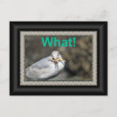 Search for comical birds postcards Gulls
