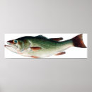 Search for largemouth posters Animal