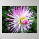 Recherche de pollen posters Rose