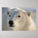 Search for manitoba posters Winter