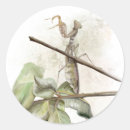 Search for praying mantis stickers Bug
