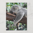 Recherche de koala australie cartes postales Voyage