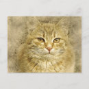 Search for pretty kitty postcards Watercolor