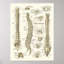 Recherche de vertébral posters Lombaire