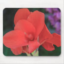 Recherche de amaryllis tapis souris Jardin