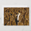Search for atlantic islands cards Bird