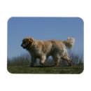 Recherche de courant magnets Plomb et pam langrish