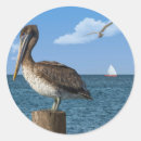 Search for brown pelican stickers Birds