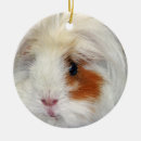Search for guinea pig ornaments Cute