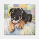 Search for shy magnets Cute