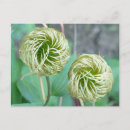 Recherche de clematis cartes postales Plante
