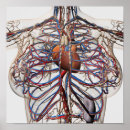 Recherche de cava posters Parties du corps humain