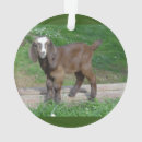 Search for baby goat ornaments Cute
